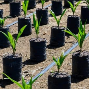 BOLSAS PARA CULTIVO DE PALMA DE ACEITE