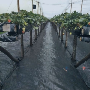 PLÁSTICO HIDROPÓNICO